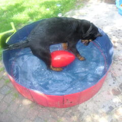 Evi in haar doggypool