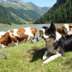 Meggie in Oostenrijk tussen de koeien.