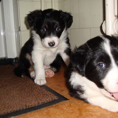 Samen