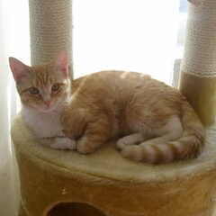 Zira poes nummer 2