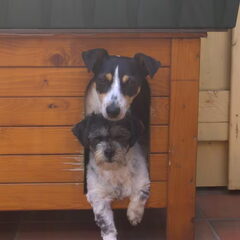In het honden hok:D