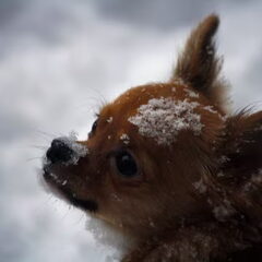 Lily de chihuahua in de sneeuw