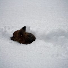 Lily de chihuahua in de sneeuw 2