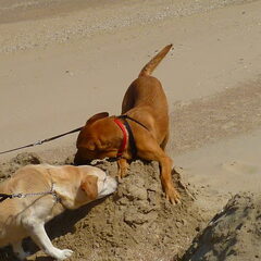 Onze adoptiehond Ibiza en Droopy
