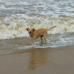 Onze Droopy,ook een adoptiehondje ,maar via familie