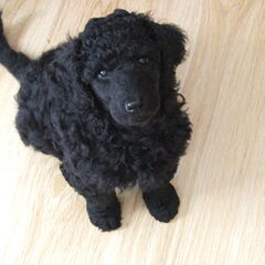 Wat zijn pups toch schattig...