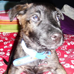 Mutz, 7 weken oud...kijkt ze niet zoooooo lief?