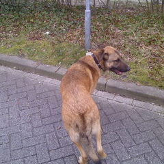 Boef buiten