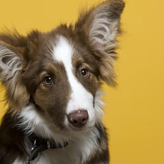 Gemaakt voor de Wall of fame opleidingscentrum voor honden…