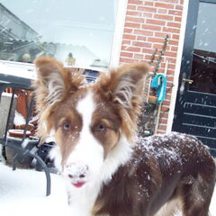 In de sneeuw.