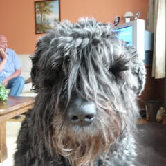 Dit was onze super Bouvier, waar we helaas afscheid van…