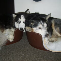 Saar (links) en Moos. Saar is 1 jaar en Moos is 11 jaar, en…