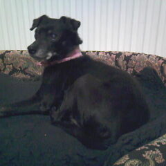 Lady, onze lieve dame, helaas ook niet meer bij ons..