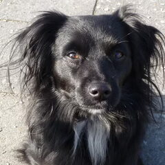 Sire, 5 jaar, geniet van het zonnetje