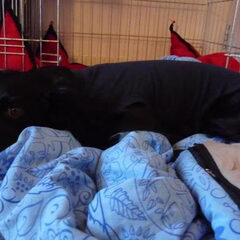 Ivy naar haar castratie :-(