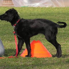 Ivy, 4 maanden, op puppycursus