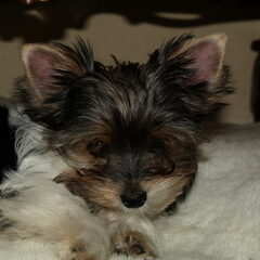 dit is Daisy een pup van ons uit onze hobby kennel