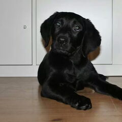 Dit is een foto die ik moest delen! Onze labrador pup van…