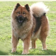Eurasier of knuffelbeer ;))))