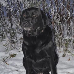 Diesel