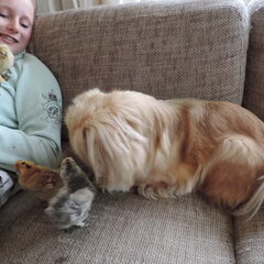 schattig