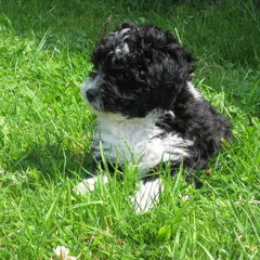 Mijn hondje Shiloh als pup.