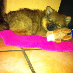 Layla 8 weekjes oud..zoo schattig!