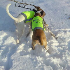 Senna en Diesel in de sneeuw