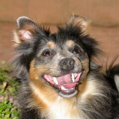 happy dog