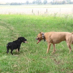 Bica samen met Daddy een kruising stafford pitbull