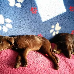 Toffee en Brownie mijn 2 schatten uit Roemenie geadopteerd…