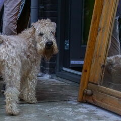 Mijn Kennel naam is Sparkle Square`s, mijn naam Jacqueline…