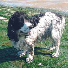 Op het strand was onze Benji pas helemaal in zijn sas.
