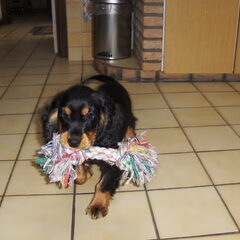 Sunny, 2,5 maand oud