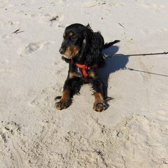 Sunny, 6 maand oud