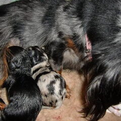 pupsels net geboren