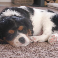 Ons zorgenkindje Sem.Hier nog geen 10 week. Een lieve hond…