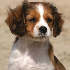 Diesel als pup.......aahhhh....