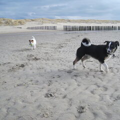 strand met vincent