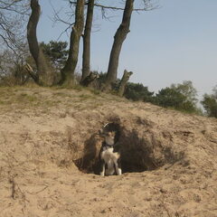 king of my castle