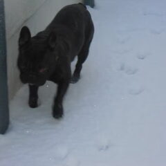 Koud he Lola ?!