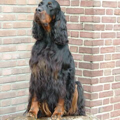 Kamp. Happy Bonnie Lass v.d. Mergelhoeve Club Winster'09…
