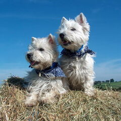 Twee witte woeste westiekes ... ;)