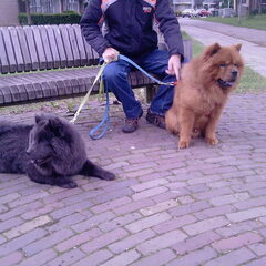 shadow(van mij) en spyro(is van me vader)
