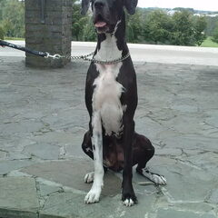 Dit is onze grote reus Nikey!