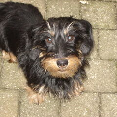 Goddess Van Lotenthal op stap