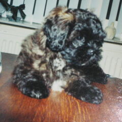 hier was bowie pas 1 jaar