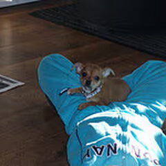 dit is ons vrouwtje ze heet dushi en als het goed is…