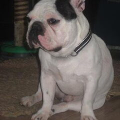HOGS'Nights In White Satin **Gijs** Onze "dekreu", een…