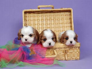 Donna, mijn Cavalier King Charles pup